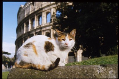 Gatto al Colosseo