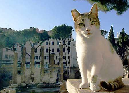 Gatto di Roma