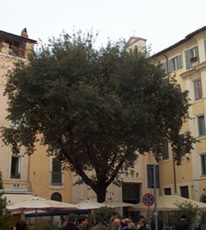 Piazza della Quercia